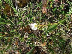 Claytonia acutifolia