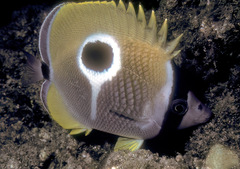 Chaetodon unimaculatus
