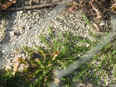 Biserrula pelecinus