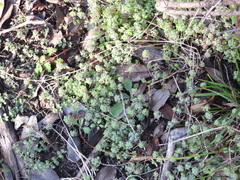 Parietaria pensylvanica