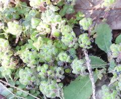 Parietaria pensylvanica