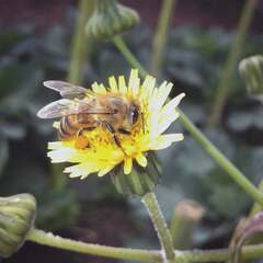 Apis mellifera
