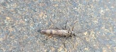 Plecoptera