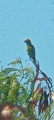 Eupsittula aurea