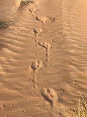 Meroles cuneirostris