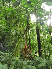 Chamaedorea pinnatifrons