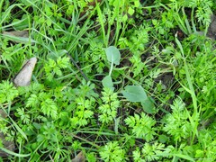 Anthriscus caucalis