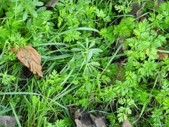 Anthriscus caucalis