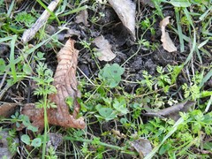 Anthriscus caucalis