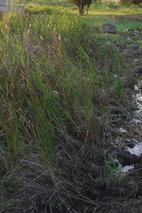 Typha orientalis