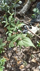 Dioscorea brachybotrya