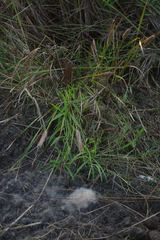 Typha orientalis