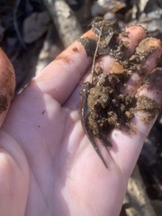 Desmognathus conanti