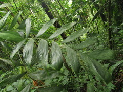 Chamaedorea pinnatifrons