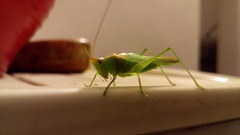 Conocephalus longipes