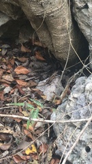 Sceloporus chrysostictus