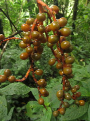 Chamaedorea pinnatifrons