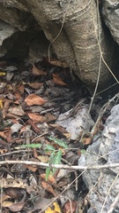 Sceloporus chrysostictus