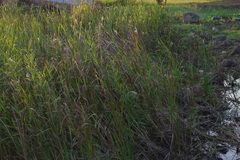 Typha orientalis