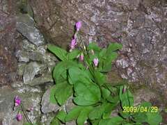 Primula fassettii