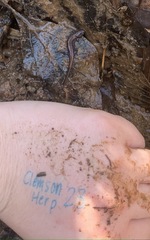 Desmognathus conanti