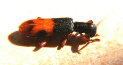 Cymatodera hopei