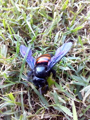Xylocopa frontalis