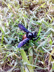 Xylocopa frontalis