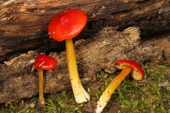 Hygrocybe acutoconica microspora