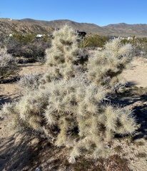 Cylindropuntia chuckwallensis
