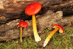 Hygrocybe acutoconica microspora
