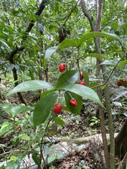 Malpighia emarginata