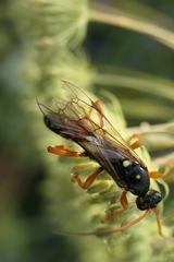 Eutanyacra licitatoria