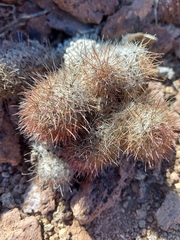 Mammillaria