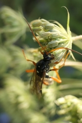 Eutanyacra licitatoria