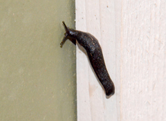 Prophysaon andersonii