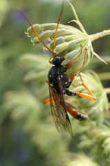 Eutanyacra licitatoria