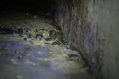Metopograpsus