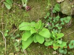 Primula fassettii