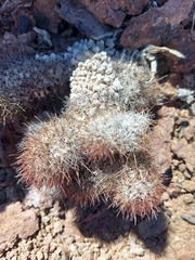 Mammillaria