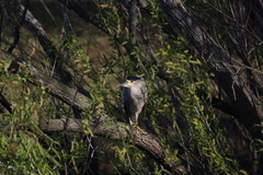Nycticorax nycticorax