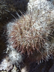 Mammillaria