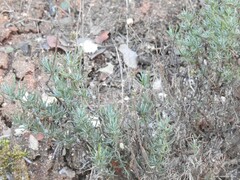 Santolina rosmarinifolia