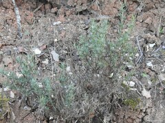 Santolina rosmarinifolia