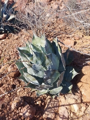 Agave colorata
