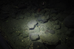 Thalamitinae