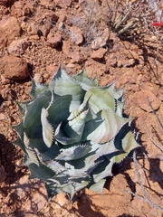 Agave colorata