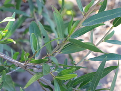 Pleradenophora bilocularis