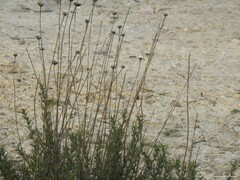 Santolina rosmarinifolia