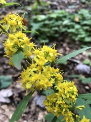 Solidago glomerata